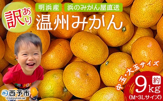 ＜訳あり 温州みかん 約9kg＞ 中玉 大玉 明浜産 果物 フルーツ 蜜柑 うんしゅうみかん ウンシュウミカン 柑橘 家庭用 浜のみかん屋 直送 愛媛県 西予市【常温】『2025年11月上旬～12月中旬迄に順次出荷』