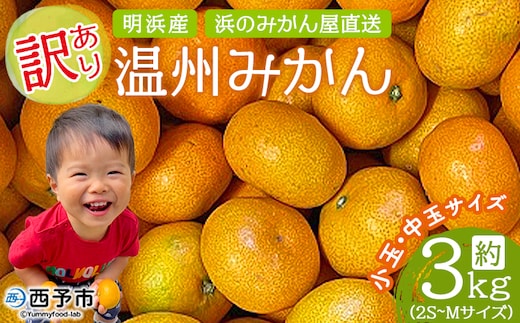 ＜訳あり 温州みかん 約3kg＞ 小玉 中玉 明浜産 果物 フルーツ 蜜柑 うんしゅうみかん ウンシュウミカン 柑橘 家庭用 浜のみかん屋 直送 愛媛県 西予市【常温】『2025年11月上旬～12月中旬迄に順次出荷』