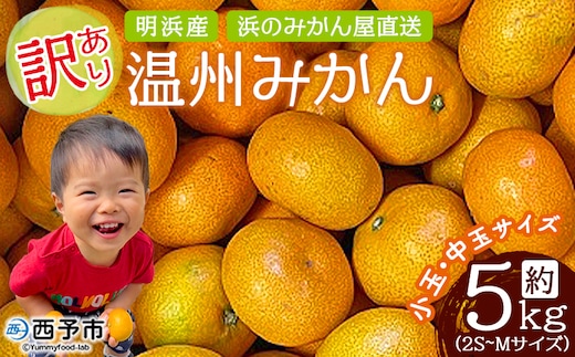 ＜訳あり 温州みかん 約5kg＞ 小玉 中玉 明浜産 果物 フルーツ 蜜柑 うんしゅうみかん ウンシュウミカン 柑橘 家庭用 浜のみかん屋 直送 愛媛県 西予市【常温】『2025年11月上旬～12月中旬迄に順次出荷』