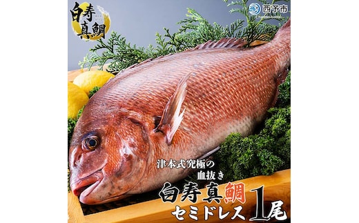 津本式究極の血抜き×白寿真鯛 セミドレス １尾（約1.5kg）