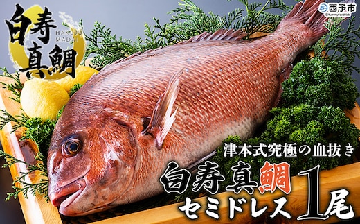 津本式究極の血抜き×白寿真鯛 セミドレス １尾（約1.5kg）