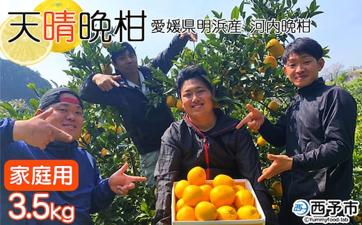 ＜天晴晩柑（河内晩柑）約3.5kg 愛媛県明浜産 ＞ 家庭用 果物 柑橘 みかん 和製 グレープフルーツ 食べて応援 特産品 愛媛県 西予市【常温】『2026年4月上旬～5月下旬迄に順次出荷予定』