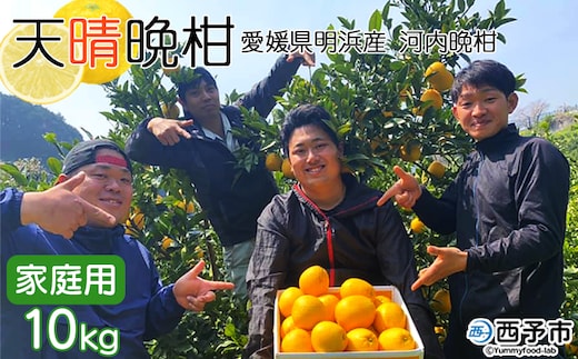 ＜天晴晩柑（河内晩柑）約10kg 愛媛県明浜産 ＞ 家庭用 果物 柑橘 みかん 和製 グレープフルーツ 食べて応援 特産品 愛媛県 西予市【常温】『2026年4月上旬～5月下旬迄に順次出荷予定』