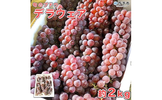 先行予約＜旬のブドウ 西予市産 デラウェア 約2kg＞ 果物 フルーツ ぶどう 葡萄 種無し たねなし 小粒 甘い おいしい 食べやすい 期間限定 季節限定 食べて応援 特産品 愛媛県 西予市【冷蔵】