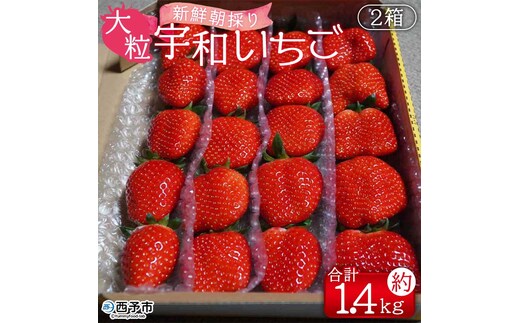 【農家厳選】かんちゃん農園 大粒２箱（約1.4kg） 新鮮朝採り 宇和いちご