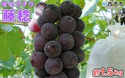 予約受付＜旬のブドウ 西予市産 藤稔 約1.5kg＞ 選べる 果物 フルーツ ぶどう 葡萄 ふじみのり あっさり 黒系 食べやすい おいしい 大粒 期間限定 季節限定 食べて応援 特産品 愛媛県 西予市【冷蔵】『2026年8月中旬～8月末迄に順次出荷予定』