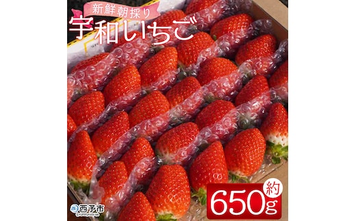 【農家厳選】かんちゃん農園 １箱（約650ｇ） 新鮮朝採り 宇和いちご