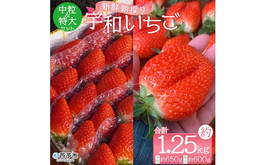 【先行予約】＜農家厳選 新鮮朝採り 宇和いちご 中粒＆特大セット（各1箱 合計約1.25kg）＞イチゴ 苺 果物 フルーツ くだもの ストロベリー かおりの かおり野 直送 かんちゃん農園 愛媛県 西予市【冷蔵】『2027年2月上旬～5月末迄に順次出荷予定』
