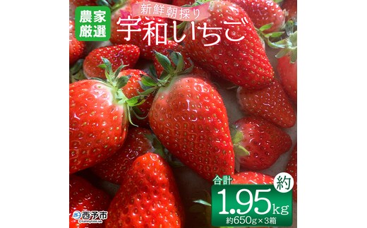 【農家厳選】かんちゃん農園 新鮮朝採り宇和いちご（約650g×3箱）