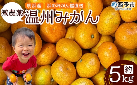 ＜減農薬温州みかん 約5kg 浜のみかん屋 直送＞ 明浜産 果物 フルーツ みかん オレンジ 柑橘 蜜柑 特産品 愛媛県 西予市【常温】『2025年11月上旬～12月中旬迄に順次出荷予定』