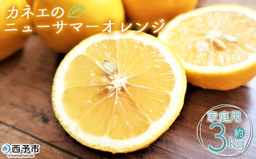 ＜カネエの西宇和産 越冬完熟ニューサマーオレンジ 家庭用 3kg前後＞ 家庭用 農家直送 果物 くだもの フルーツ ミカン 日向夏 小夏 食べて応援 特産品 いのうえ農園 愛媛県 西予市 【常温】『2026年5月上旬～5月中旬迄に順次出荷予定』