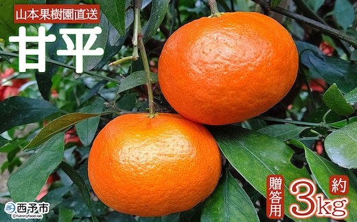 【先行予約】＜甘平 約3kg 贈答用＞ 果物 オレンジ フルーツ かんぺい カンペイ 柑橘類 みかん ミカン 蜜柑 ポンカン 西之香 ギフト 贈り物 プレゼント 特産品 山本果樹園 西宇和 愛媛県 西予市 【常温】『2027年1月下旬～3月上旬迄に順次出荷予定』