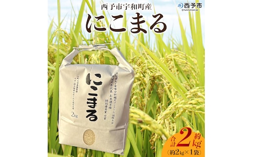 ＜令和7年産 西予市宇和町産 にこまる 約2kg＞ お米 コメ 白米 精米 単一原料米 ご飯 晩稲 大粒 精米 ご飯 ライス 穀物 ニコマル 特産品 愛媛県産 西予市産 宇和町産 三好フク 愛媛県 西予市【常温】『2025年10月中旬より順次出荷予定』