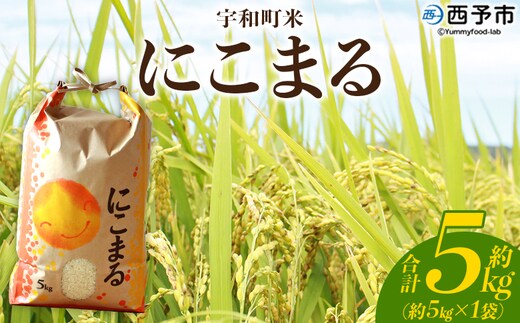 新米＜令和7年産 西予市宇和町産 にこまる 約5kg＞ お米 コメ 白米 精米 単一原料米 ご飯 晩稲 大粒 精米 ご飯 ライス 穀物 ニコマル 特産品 愛媛県産 西予市産 宇和町産 三好フク 愛媛県 西予市【常温】『1か月以内に順次出荷予定』