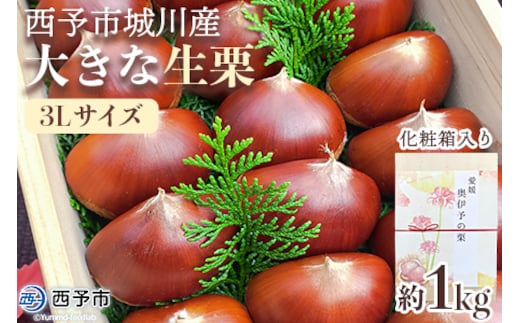 【数量限定・締切9月15日】＜西予市城川産 大きな生栗 3Lサイズ 約1kg（化粧箱入り）＞ くり 特大 大粒 マロン 焼き栗 栗ご飯 モンブラン 特産品 メニークエスト 愛媛県 西予市【冷蔵】『9月20日以降～9月末頃迄に順次出荷予定』