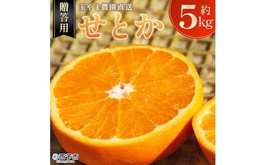 ＜玉やま農園直送 せとか 約5kg 贈答用＞ 数量限定 期間限定 5キロ みかん ミカン 蜜柑 柑橘 フルーツ 果物 果実 くだもの 特産品 甘い ジューシー 旬 ギフト 贈り物 プレゼント 愛媛県 西予市 【常温】『2026年3月上旬～3月下旬迄に順次出荷予定』