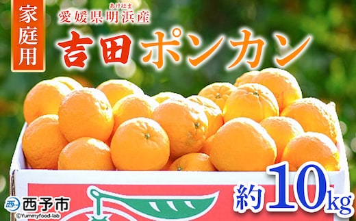 ＜吉田ポンカン 家庭用 約10kg＞ 果物 くだもの フルーツ みかん ミカン 柑橘 吉田ぽんかん よしだぽんかん ヨシダポンカン ぽんかん 訳あり ご自宅用 特産品 株式会社笑丸 愛媛県 西予市【常温】