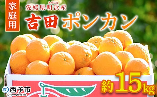 ＜吉田ポンカン 家庭用 約15kg＞ 果物 くだもの フルーツ みかん ミカン 柑橘 吉田ぽんかん よしだぽんかん ヨシダポンカン ぽんかん 訳あり ご自宅用 特産品 株式会社笑丸 愛媛県 西予市【常温】