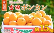 ＜吉田ポンカン 家庭用 約15kg＞ 果物 くだもの フルーツ みかん ミカン 柑橘 吉田ぽんかん よしだぽんかん ヨシダポンカン ぽんかん 訳あり ご自宅用 特産品 株式会社笑丸 愛媛県 西予市【常温】