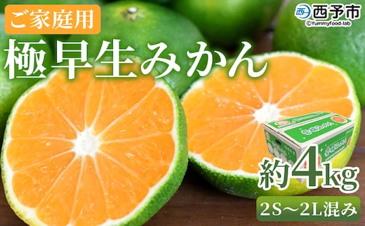 【先行予約】＜極早生みかん ご家庭用 約4kg＞ ご家庭用 果物 フルーツ みかん ミカン 蜜柑 オレンジ 柑橘 食べて応援 特産品 宇都宮物産 愛媛県 西予市【常温】『2026年9月下旬～10月中旬迄に順次出荷予定』