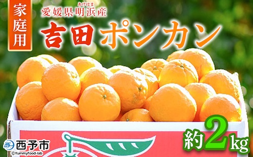 ＜吉田ポンカン 家庭用 約2kg＞ 果物 くだもの フルーツ みかん ミカン 柑橘 吉田ぽんかん よしだぽんかん ヨシダポンカン ぽんかん 訳あり ご自宅用 特産品 株式会社笑丸 愛媛県 西予市【常温】