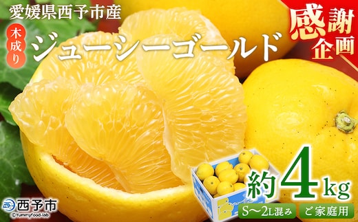 【感謝企画】＜木成り ジューシーゴールド（河内晩柑）ご家庭用 約4kg（S～2L混合）＞『2026年6月中旬～8月中旬迄に順次出荷予定』訳あり 果物 フルーツ かわちばんかん みかん オレンジ 柑橘 食べて応援 特産品 宇都宮物産 愛媛県 西予市 【常温】