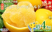 【感謝企画】＜木成り ジューシーゴールド（河内晩柑）ご家庭用 約4kg（S～2L混合）＞『2026年6月中旬～8月中旬迄に順次出荷予定』訳あり 果物 フルーツ かわちばんかん みかん オレンジ 柑橘 食べて応援 特産品 宇都宮物産 愛媛県 西予市 【常温】