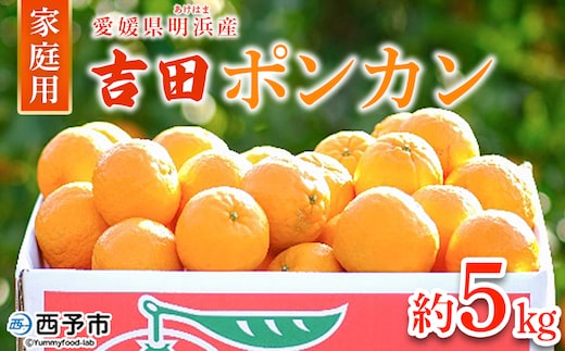 ＜吉田ポンカン 家庭用 約5kg＞ 果物 くだもの フルーツ みかん ミカン 柑橘 吉田ぽんかん よしだぽんかん ヨシダポンカン ぽんかん 訳あり ご自宅用 特産品 株式会社笑丸 愛媛県 西予市【常温】