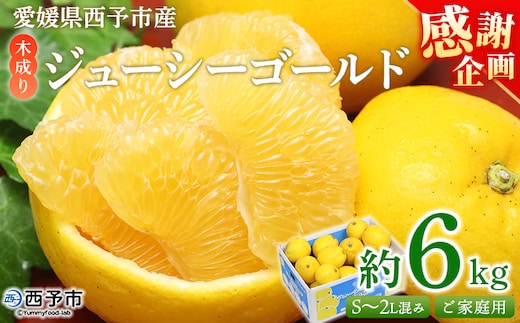 【感謝企画】＜木成り ジューシーゴールド（河内晩柑）ご家庭用 約6kg（S～2L混合）＞『2026年6月中旬～8月中旬迄に順次出荷予定』訳あり 果物 フルーツ かわちばんかん みかん オレンジ 柑橘 食べて応援 特産品 宇都宮物産 愛媛県 西予市 【常温】