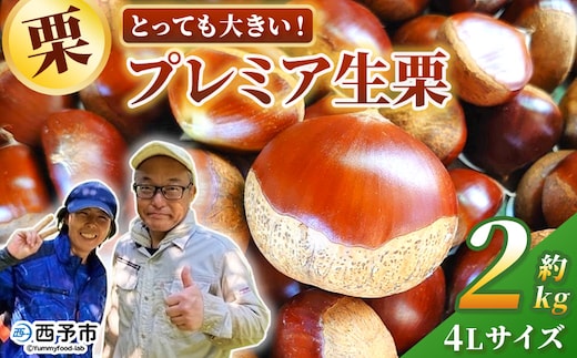 ＜とっても大きい！プレミア生栗 4Lサイズ（約2kg）＞甘い 栗 マロン 和栗 栗ごはん モンブラン 栗きんとん 甘露煮 スイーツ ケーキ 洋菓子 和菓子 お菓子 秋 味覚 産地直送 城川ファクトリー 愛媛県 西予市【冷蔵】『2026年9月中旬～10月上旬に順次発送予定』