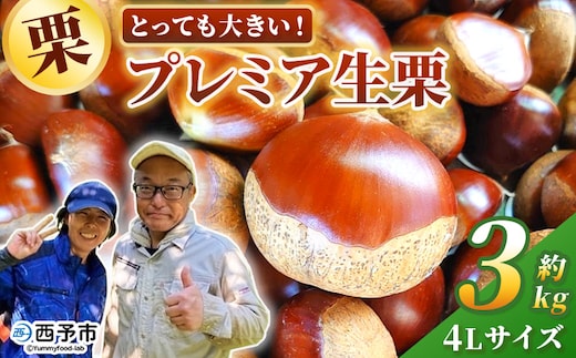 ＜とっても大きい！プレミア生栗 4Lサイズ（約3kg）＞甘い 栗 マロン 和栗 栗ごはん モンブラン 栗きんとん 甘露煮 スイーツ ケーキ 洋菓子 和菓子 お菓子 秋 味覚 産地直送 城川ファクトリー 愛媛県 西予市【冷蔵】『2026年9月中旬～10月上旬に順次発送予定』