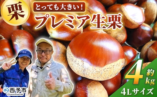 ＜とっても大きい！プレミア生栗 4Lサイズ（約4kg）＞甘い 栗 マロン 和栗 栗ごはん モンブラン 栗きんとん 甘露煮 スイーツ ケーキ 洋菓子 和菓子 お菓子 秋 味覚 産地直送 城川ファクトリー 愛媛県 西予市【冷蔵】『2026年9月中旬～10月上旬に順次発送予定』