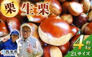 ＜栗の王様 銀寄栗（生栗）2L（約4kg）＞ 銀寄 ぎんよせ 甘い 生栗 和栗 マロン 栗 くり 栗ごはん 栗きんとん 甘露煮 旬 国産 産地直送 城川ファクトリー 愛媛県 西予市【冷蔵】『2026年9月中旬～10月上旬に順次発送予定』