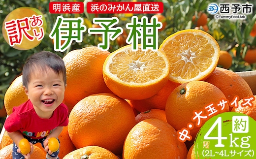 ＜訳あり 伊予柑 約4kg 浜のみかん屋 直送＞ 中 大玉 2L～4L ワケアリ イヨカン いよかん 家庭用 果物 フルーツ おいしい 甘い 柑橘類 明浜産 ご自宅用 特産品 愛媛県 西予市【常温】『2026年1月中旬～2月上旬迄に順次出荷予定』