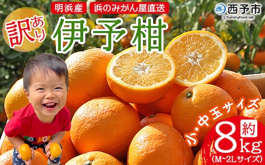 ＜訳あり 伊予柑 約8kg 浜のみかん屋 直送＞ 小 中玉 M～2L ワケアリ イヨカン いよかん 家庭用 果物 フルーツ おいしい 甘い 柑橘類 明浜産 ご自宅用 特産品 愛媛県 西予市【常温】『2026年1月中旬～2月上旬迄に順次出荷予定』