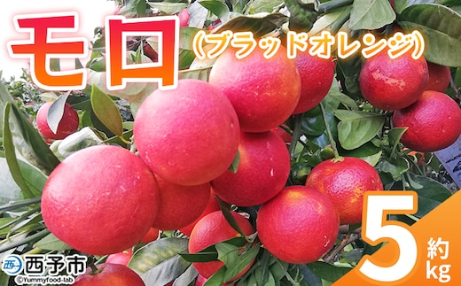 ＜モロ（ブラッドオレンジ）約5kg＞ 果物 フルーツ みかん ミカン 蜜柑 オレンジ 柑橘 もろ ぶらっどおれんじ 食べて応援 特産品 JA えひめ南農業協同組合 愛媛県 西予市 【常温】
