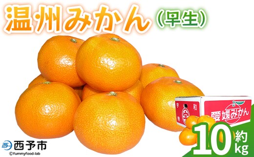 ＜温州みかん（早生）約10kg＞ 果物 フルーツ みかん ミカン 蜜柑 オレンジ 柑橘 うんしゅうみかん ウンシュウミカン わせ ワセ 食べて応援 特産品 JA えひめ南農業協同組合 愛媛県 西予市【常温】