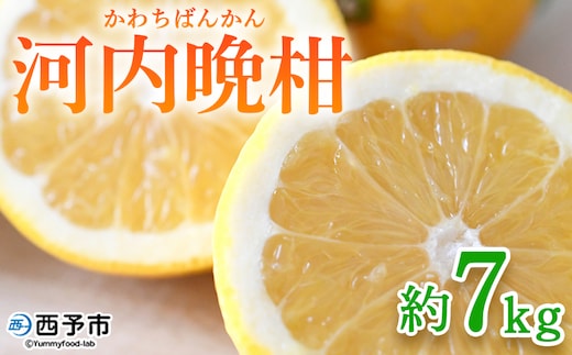 ＜河内晩柑 約7kg＞ 果物 くだもの みかん ミカン 柑橘 フルーツ かわちばんかん カワチバンカン ジューシーフルーツ 愛南ゴールド 御荘柑 国産 7キロ 特産品 産地直送 段畑みかん 愛媛県 西予市【常温】『2026年4月中旬～5月中旬迄に順次出荷予定』