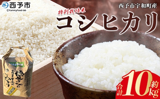 令和7年産 西予市宇和町産 特別栽培米コシヒカリ10kg