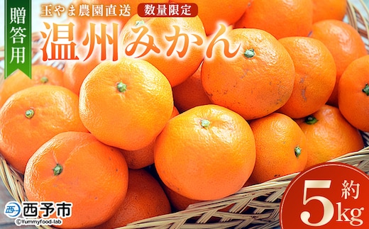 【先行予約】＜温州みかん 約5kg 数量限定 産地直送 贈答品＞ 5キロ みかん ミカン うんしゅうみかん ウンシュウミカン 蜜柑 柑橘 フルーツ 果物 果実 くだもの 特産品 旬 玉やま農園 愛媛県 西予市【常温】『2026年11月上旬～12月迄に順次出荷予定』