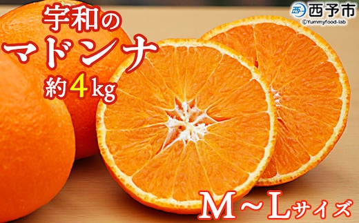 紅まどんなと同品種！＜愛媛県西予市産 宇和のマドンナ 約4kg（M寸～L寸）＞ 果物 柑橘 みかん ミカン 蜜柑 愛媛果試第28号 紅マドンナ 化粧箱 贈答用 ギフト 南予園芸 愛媛県 西予市【常温】『2025年12月中旬～2026年1月上旬迄に順次出荷予定』