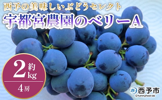 ＜西予の美味しいぶどう セレクトセット／ベリーA 約2kg（宇都宮農園）＞ 果物 くだもの フルーツ ぶどう 葡萄 ブドウ セット 野菜ソムリエ 食べて応援 特産品 産地直送 西予ぶどう倶楽部 愛媛県 西予市【冷蔵】