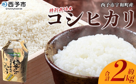 ＜令和7年産 西予市宇和町産 特別栽培米コシヒカリ 約2kg＞ お米 コメ こめ 白米 精米 単一原料米 ご飯 白飯 ごはん ライス 穀物 こしひかり コシヒカリ 特産品 愛媛県産 西予市産 宇和町産 三好フク【常温】