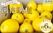＜《4月発送》旬をお届け！河内晩柑 約6kg＞ みかん ミカン 蜜柑 果物 柑橘類 果実 オレンジ フルーツ かわちばんかん カワチバンカン 特産品 国産 明浜産 二ノ宮商事 愛媛県 西予市【常温】