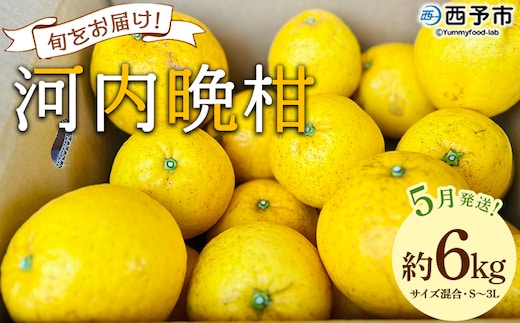 ＜《5月発送》旬をお届け！河内晩柑 約6kg＞ みかん ミカン 蜜柑 果物 柑橘類 果実 オレンジ フルーツ かわちばんかん カワチバンカン 特産品 国産 明浜産 二ノ宮商事 愛媛県 西予市【常温】