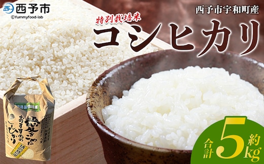 令和7年産 西予市宇和町産 特別栽培米コシヒカリ５kg