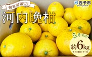 ＜《5月発送》旬をお届け！河内晩柑 約6kg＞ みかん ミカン 蜜柑 果物 柑橘類 果実 オレンジ フルーツ かわちばんかん カワチバンカン 特産品 国産 明浜産 二ノ宮商事 愛媛県 西予市【常温】