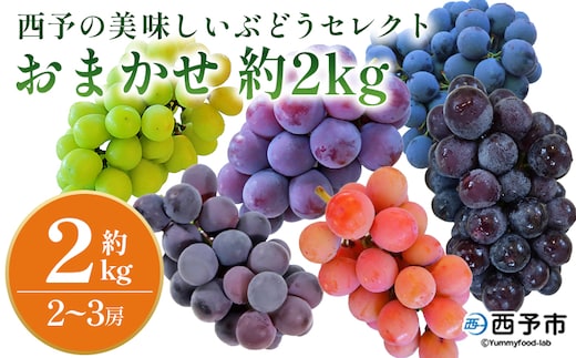 先行予約＜西予の美味しいぶどう セレクトセット／おまかせ 約2kg＞ 果物 くだもの フルーツ ぶどう 葡萄 ブドウ セット 詰め合わせ つめあわせ 食べ比べ お楽しみ おまかせ 野菜ソムリエ 食べて応援 特産品 産地直送 西予ぶどう倶楽部 愛媛県 西予市【冷蔵】『8月下旬から9月上旬迄に順次出荷予定』