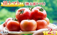 ＜孫トマト（桃太郎トマト）約2kg＞ トマト とまと 2キロ 孫トマト 大玉 愛媛県産 西予市産 食品 桃太郎トマト 桃太郎 野菜 やさい サラダ 産地直送 国産 城川 吉岡農園 愛媛県 西予市【常温】『2025年7月～11月中旬迄に順次出荷予定』