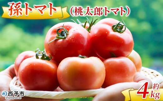 ＜孫トマト（桃太郎トマト）約4kg＞ トマト とまと 4キロ 孫トマト 大玉 愛媛県産 西予市産 食品 桃太郎トマト 桃太郎 野菜 やさい サラダ 産地直送 国産 城川 吉岡農園 愛媛県 西予市【常温】『2026年8月～11月中旬迄に順次出荷予定』